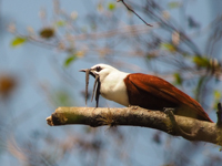 Three-wattled Bellbird Thumbnail