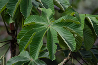 Birds in Cecropia Tree Thumbnail