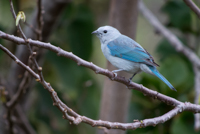 Blue-Gray Tanager Thumbnail