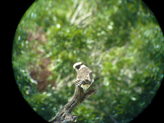 First Digiscope Photo