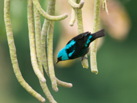 Scarlet Thighed Dacnis Thumbnail