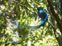 Resplendent Quetzal Thumbnail